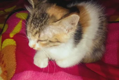 Chapter image 62